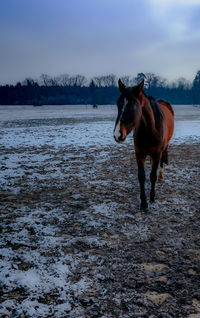 Horse standing on snow covered land