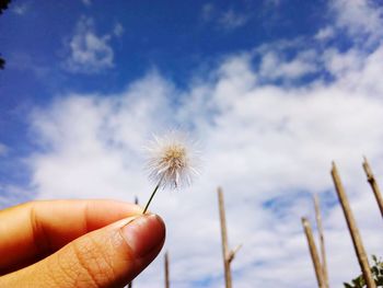 Close-up of hand holding dandelion against sky