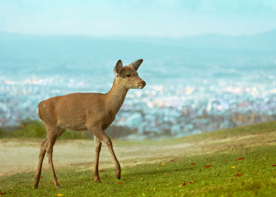 Side view of deer standing on field