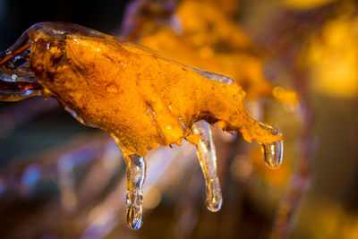 Close-up of wet yellow leaves during winter