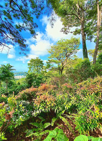 Plants growing on land against sky