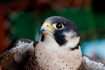 Close-up of eagle