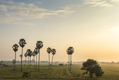 Trees on field against sky during sunset