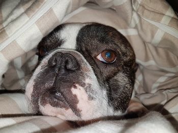 Portrait of dog lying on bed