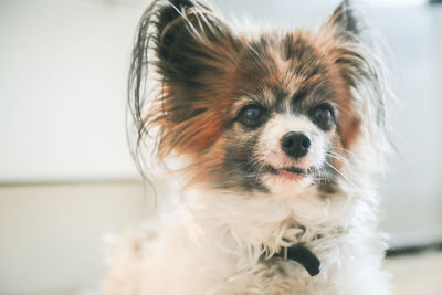 Close-up portrait of a dog looking away