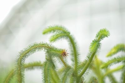 Low angle view of tree