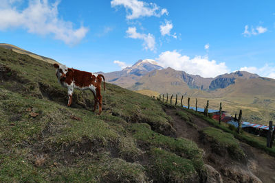 Panoramic view of dog on landscape against sky