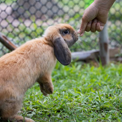 Cute rabbit eating pellet food from owner woman hand. hungry rabbit eating food in the meadow. 