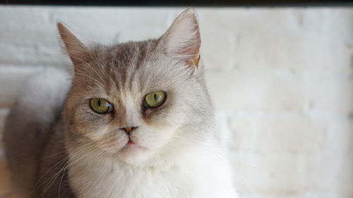 Close-up portrait of cat