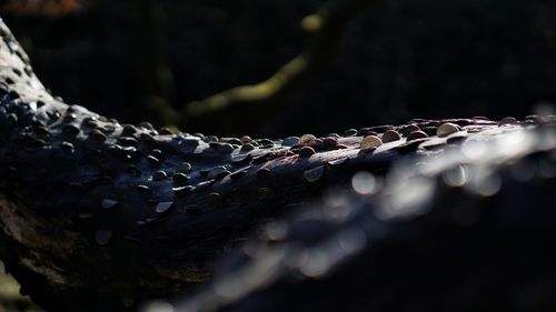 Close-up of plants against fence