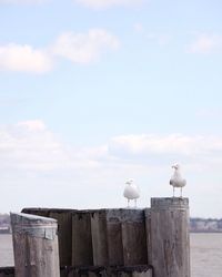 Seagull perching on wooden post