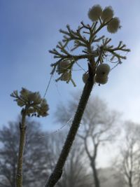 Low angle view of tree against sky