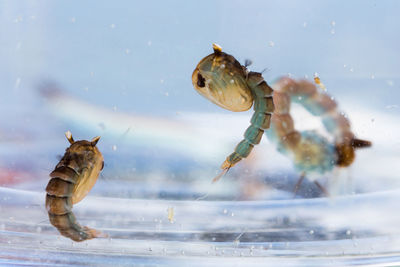 Crab running in water