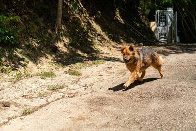 Dog standing on road