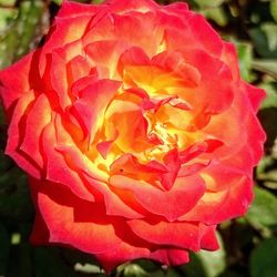 Close-up of red flowers