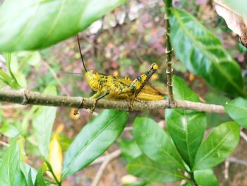 Close-up of insect on leaf