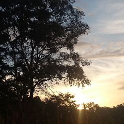 Sun shining through trees