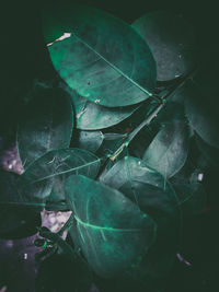 Close-up of leaves on plant