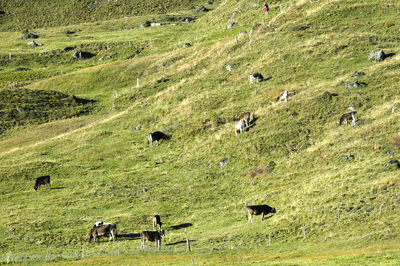 Cows grazing on field