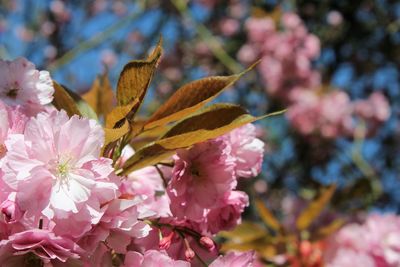 Close-up of pink cherry blossoms