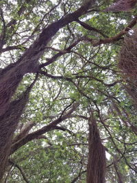 Low angle view of trees in forest against sky