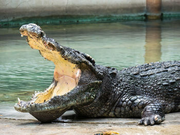 View of a turtle in lake