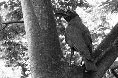 Low angle view of bird perching on tree