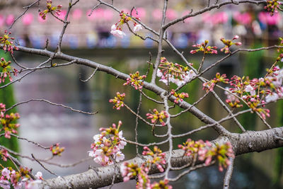 Close-up of cherry blossom