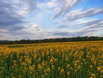 Scenic view of yellow flowering plants on field against sky