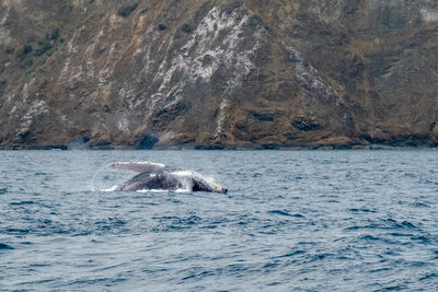 Humpback whale dancing in ecuadorian coast