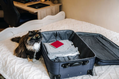 A fluffy cat sits near a suitcase on the bed.