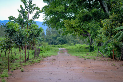 Road amidst trees in forest