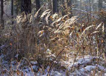 Close-up of frozen plants in forest