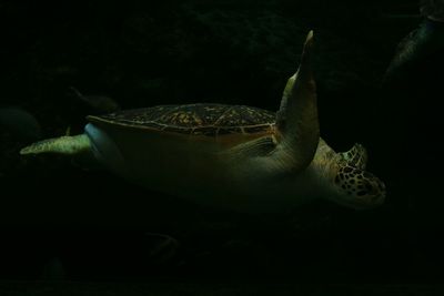 Close-up of turtle swimming in aquarium