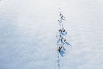 Deer walk through a snowy field in a protected forest. free and proud deer. high angle photo