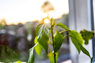 Close-up of plant