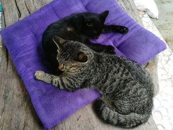 Close-up of kitten sitting by cat