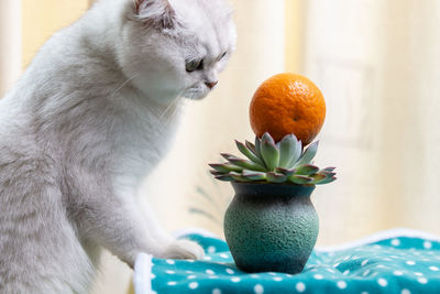 Close-up of cat sitting on table