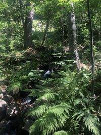 Scenic view of forest