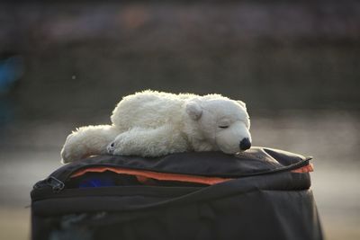 View of a stuffed toy