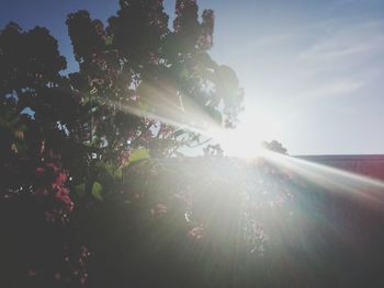 Low angle view of trees against sky