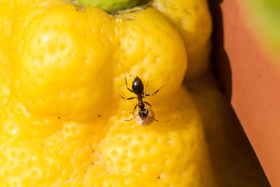 Close-up of insect on wet glass