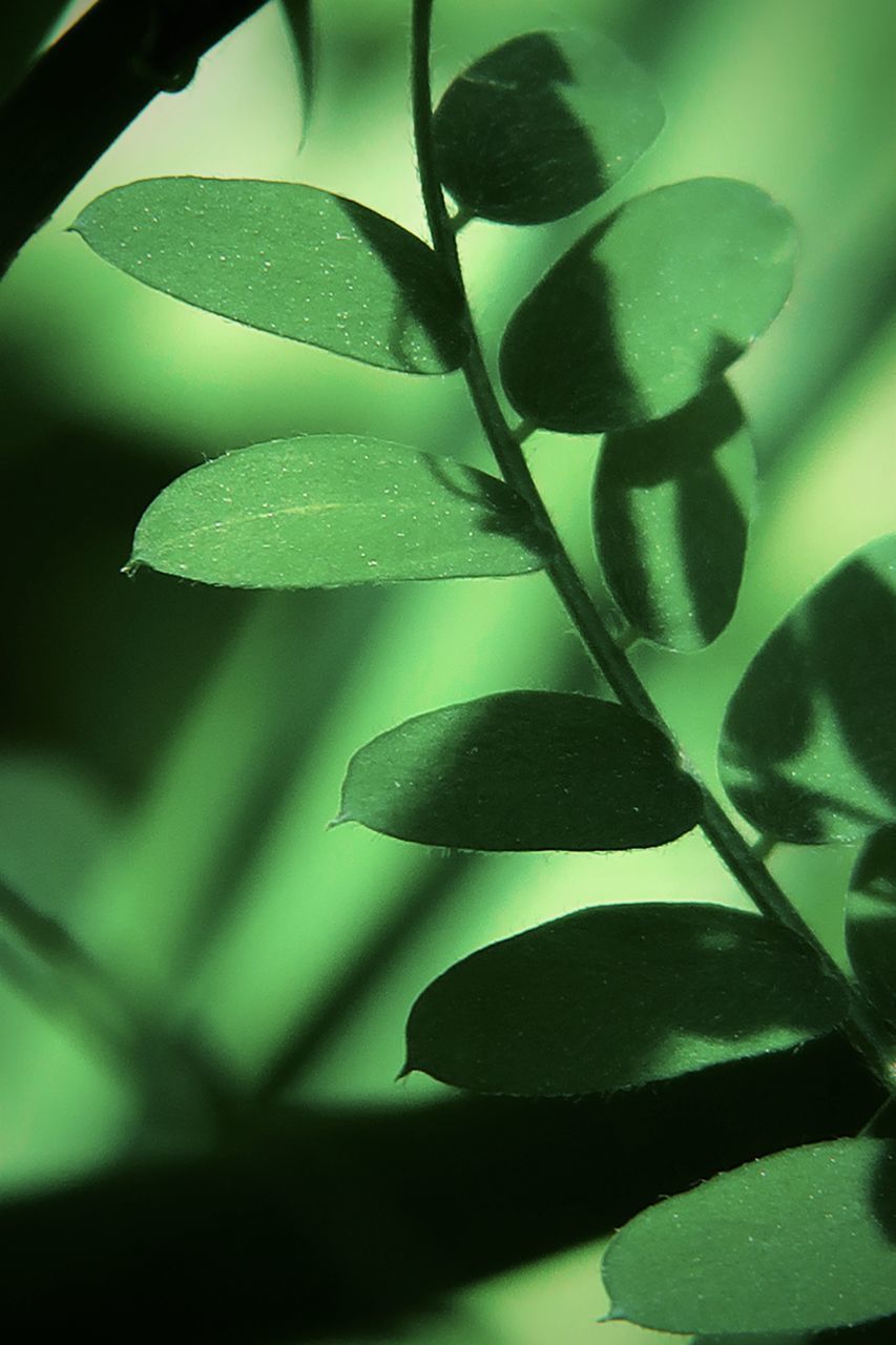CLOSE-UP OF FRESH GREEN PLANT WITH LEAVES