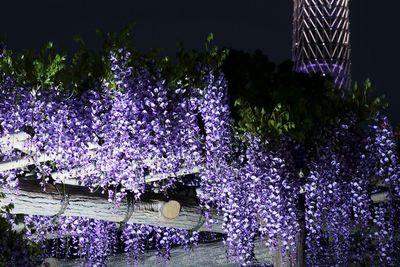 Purple flowers on water against sky