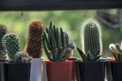 A beautifully arranged cactus garden that can be used as an advertising background.