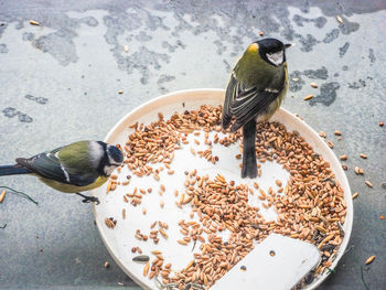 High angle view of bird perching on table