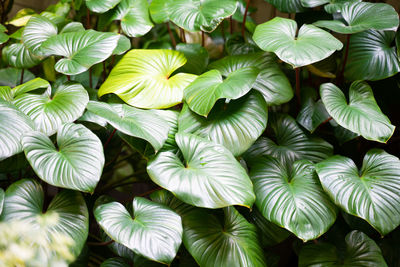 Full frame shot of plants