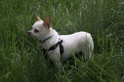 Side view of chihuahua on grassy field