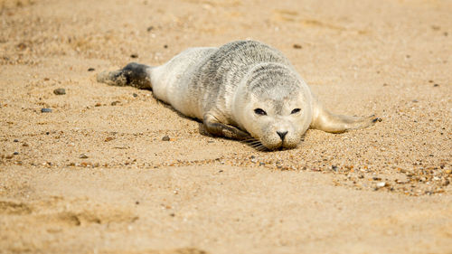 Sea lion on sand at beach