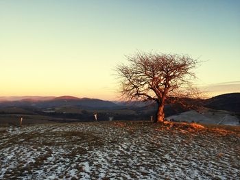 Bare tree on snow field against clear sky during sunset